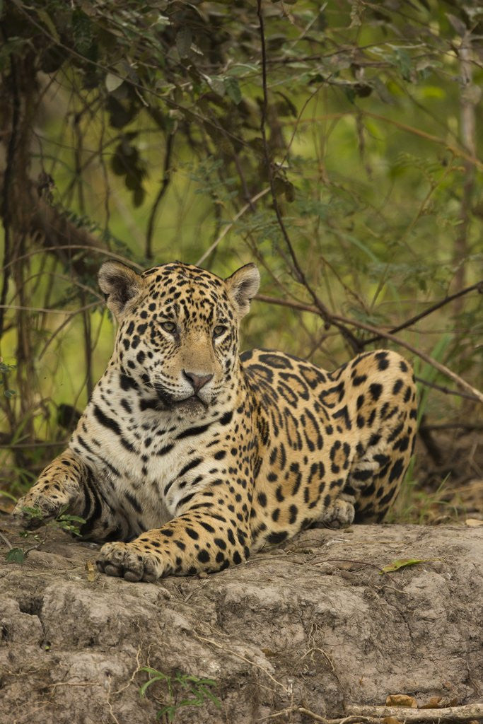 Detail of Jaguar Resting on Riverbank by Anonymous