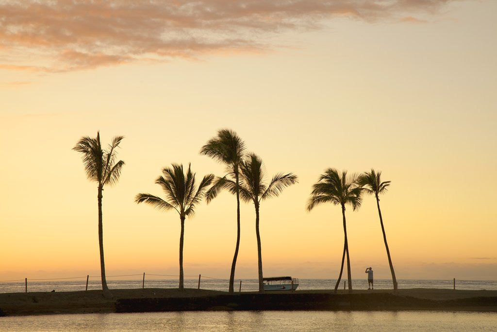 Detail of Row of palm trees along breakwater at sunset by Anonymous