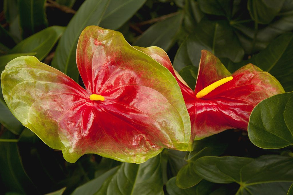 Detail of Close up view of 2 red/green anthurium in a garden by Corbis