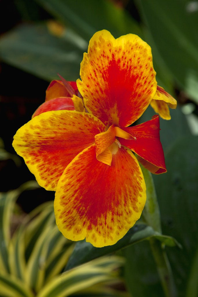 Detail of Close up view of yellow-edged red canna lily blossom in garden setting by Corbis