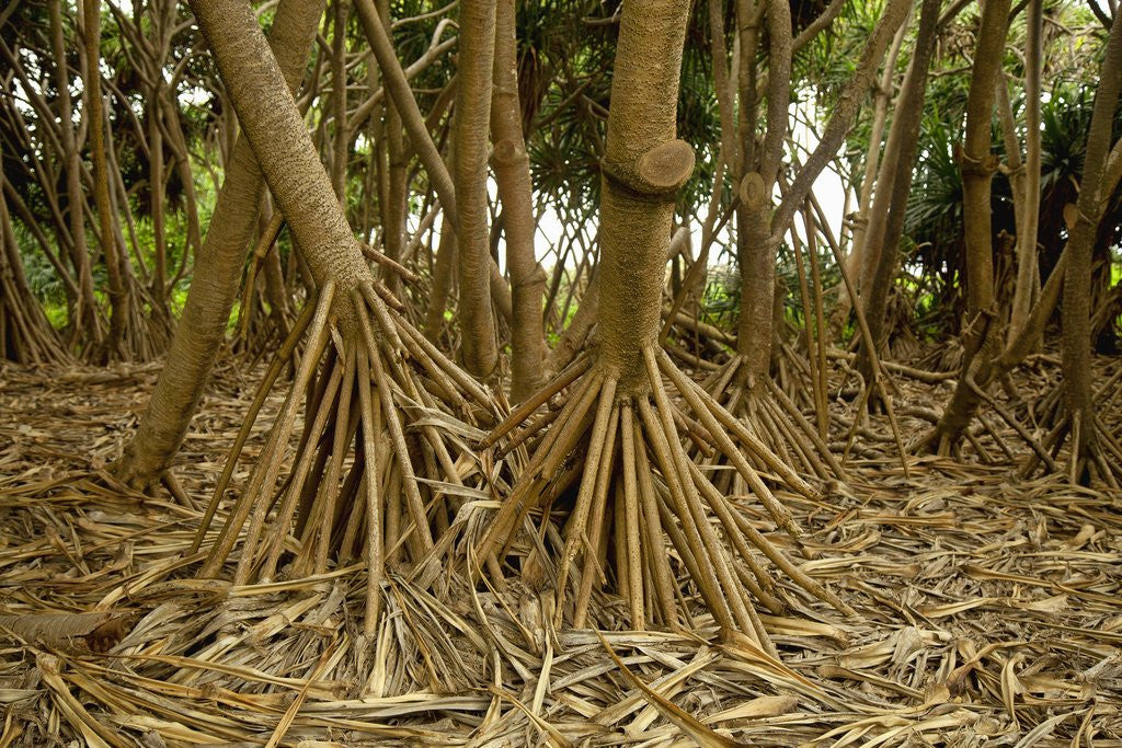 Detail of Prop roots of Hawaiian Hala trees by Anonymous
