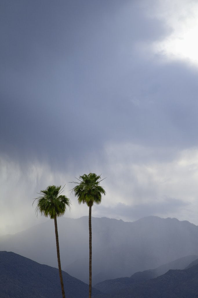 Detail of Two California Fan Palm trees with mountains and rain clouds beyond by Corbis