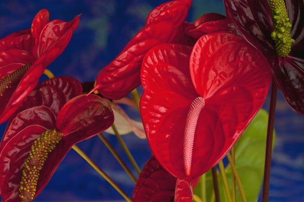 anthurium background Variety of cut red Anthurium flowers against blue background posters &  prints by Anonymous