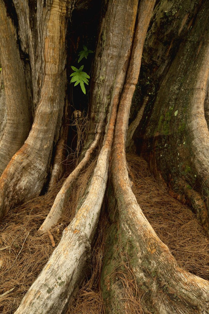 Detail of Close up view of trunk and roots of Ironwood Tree by Anonymous