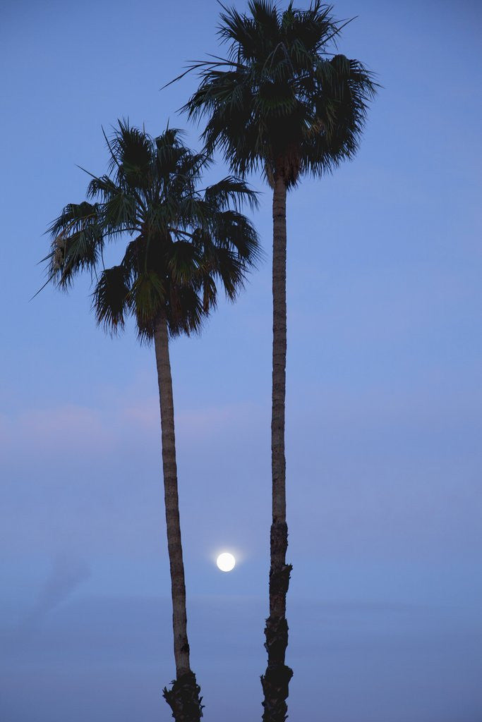 Detail of Setting sun between two California Fan Palm trees by Anonymous