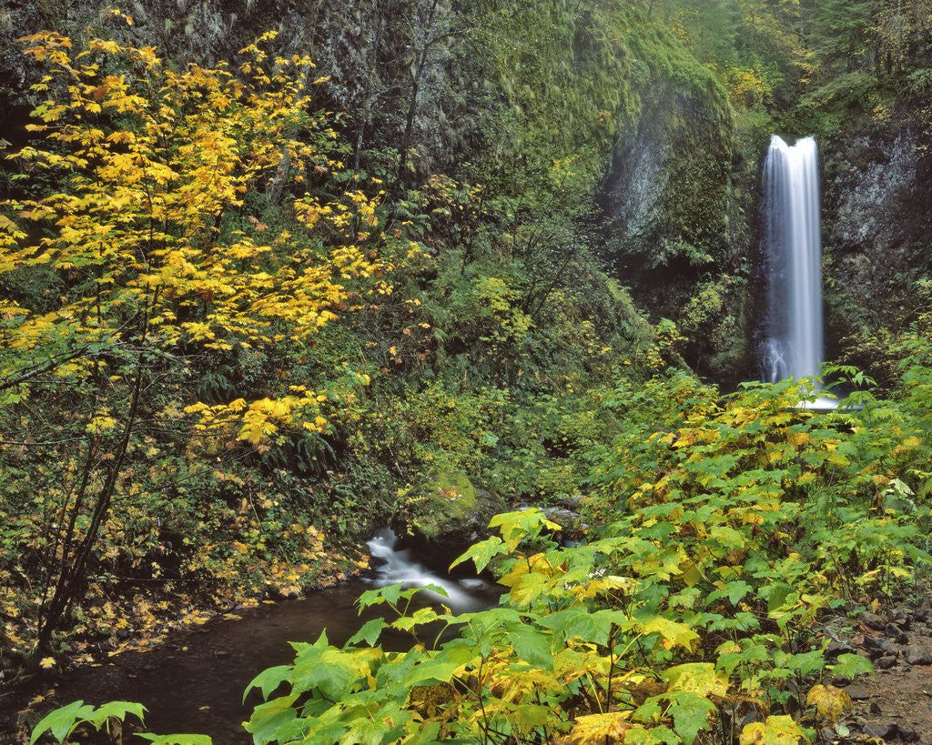 Detail of Upper Multnomah Falls by Anonymous
