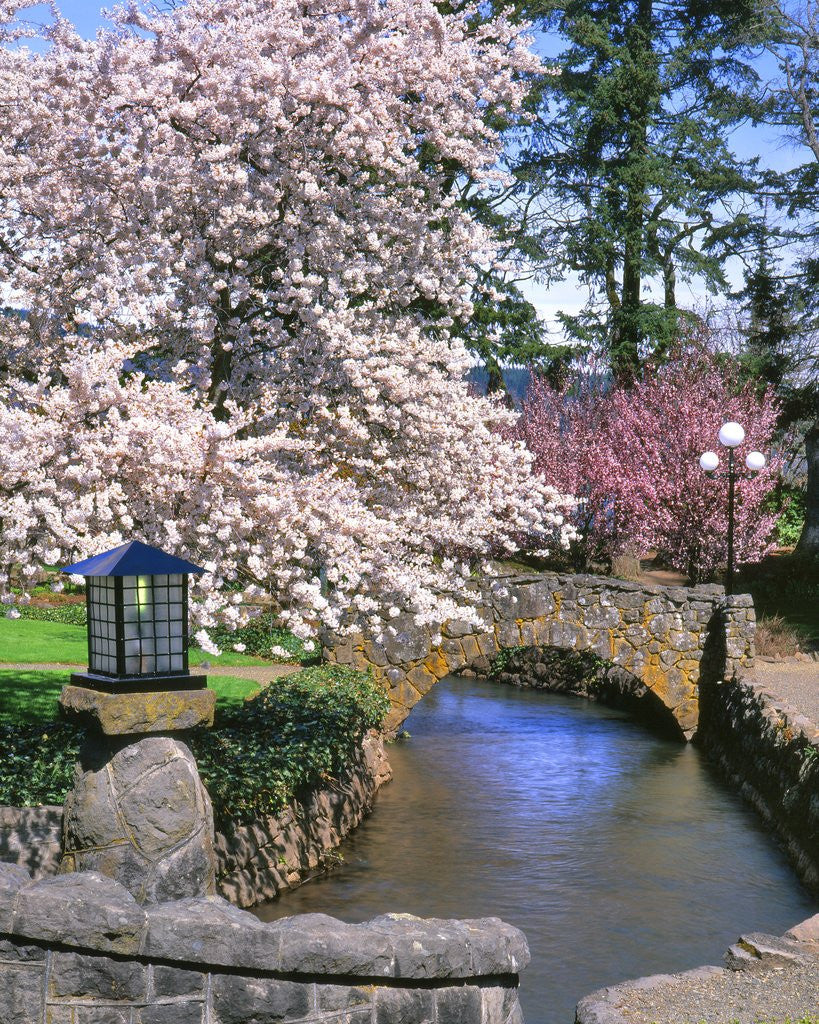 Detail of Spring blossoms along Phelps Creek by Anonymous