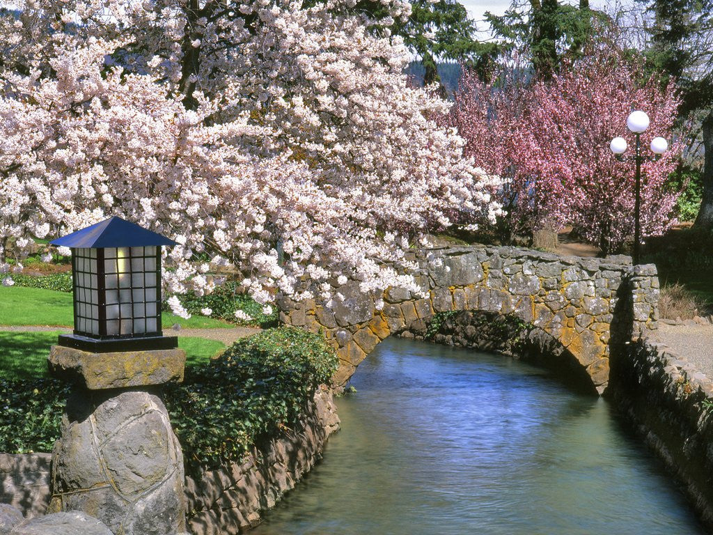 Detail of Spring blossoms along Phelps Creek by Anonymous