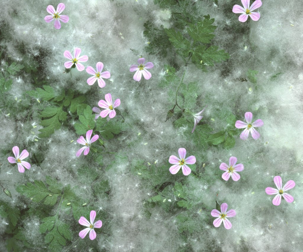Detail of Storksbill flowers nestled in cottonwood seeds by Anonymous