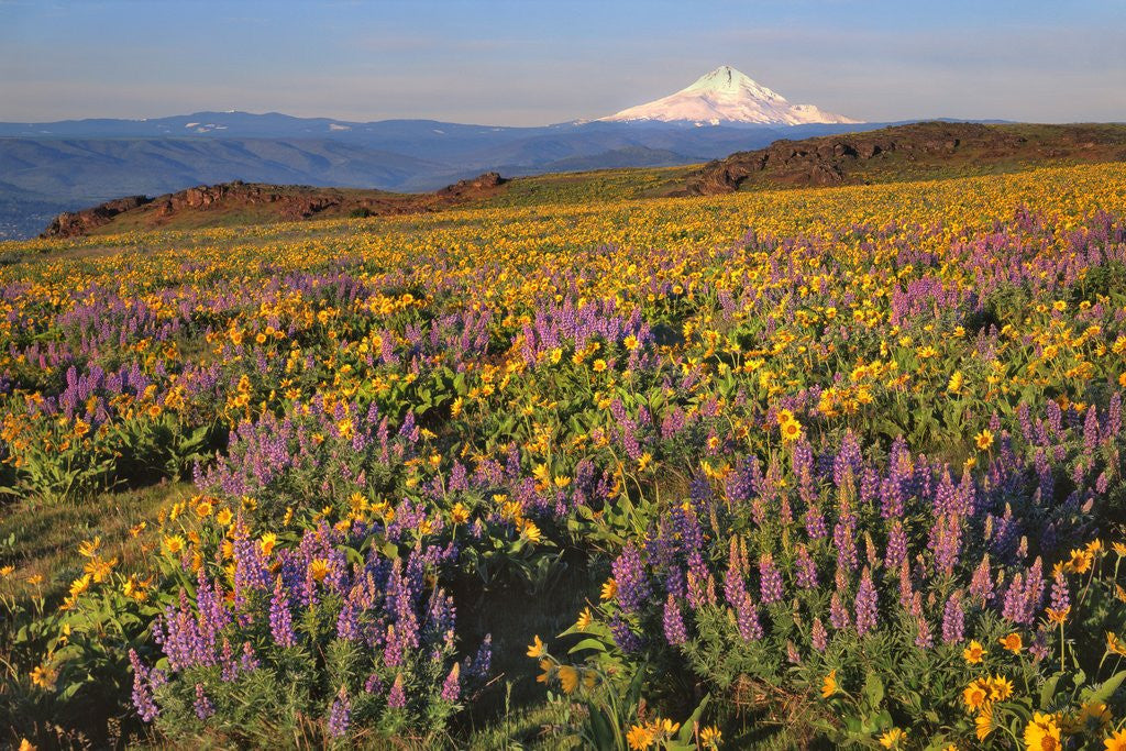 Detail of Lupine & balsamroot with Mt. Hood by Anonymous