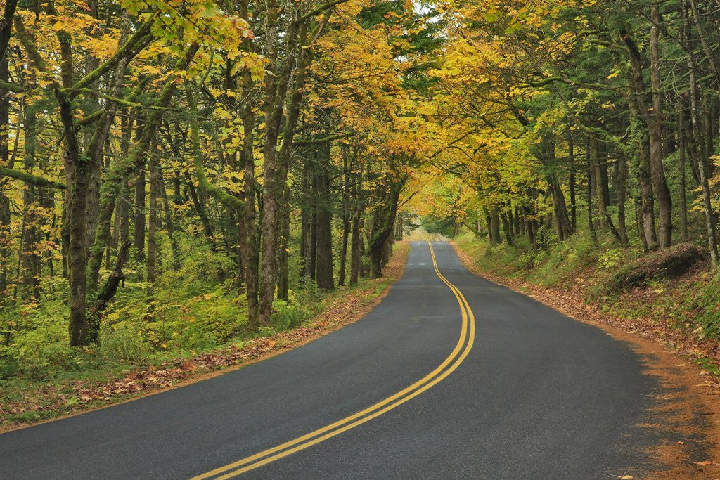 Detail of Old Columbia River Highway by Anonymous