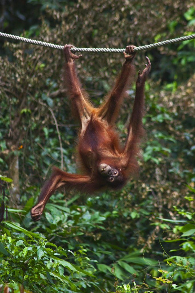 Detail of An orangutan (Pongo pygmaeus) at the Sepilok Orangutan Rehabilitation Center by Anonymous