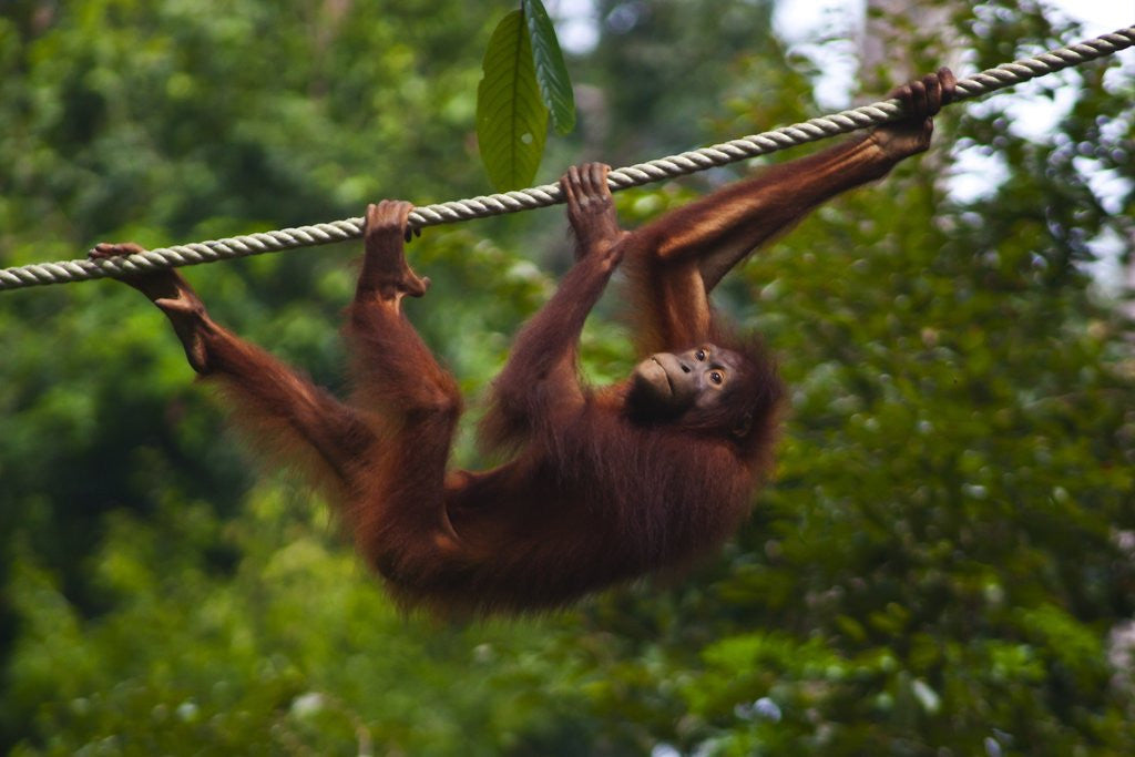 Detail of An orangutan (Pongo pygmaeus) at the Sepilok Orangutan Rehabilitation Center by Anonymous