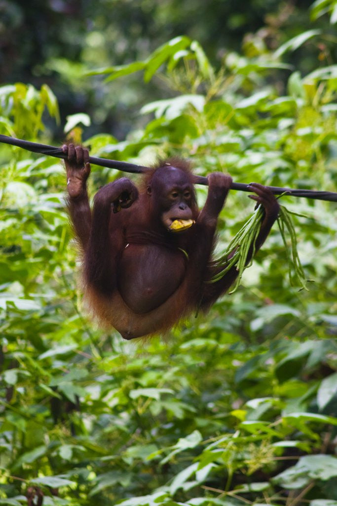 Detail of An orangutan (Pongo pygmaeus) at the Sepilok Orangutan Rehabilitation Center by Anonymous