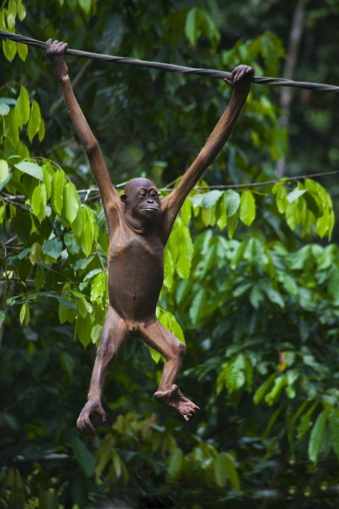 Detail of A sick baby orangutan (Pongo pygmaeus) at the Sepilok Orangutan Rehabilitation Center by Anonymous