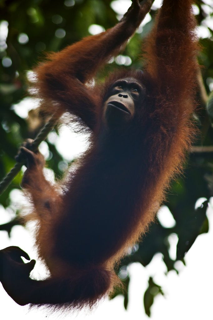 Detail of An orangutan (Pongo pygmaeus) at the Sepilok Orangutan Rehabilitation Center by Anonymous