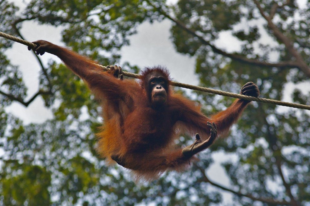 Detail of An orangutan (Pongo pygmaeus) at the Sepilok Orangutan Rehabilitation Center by Anonymous