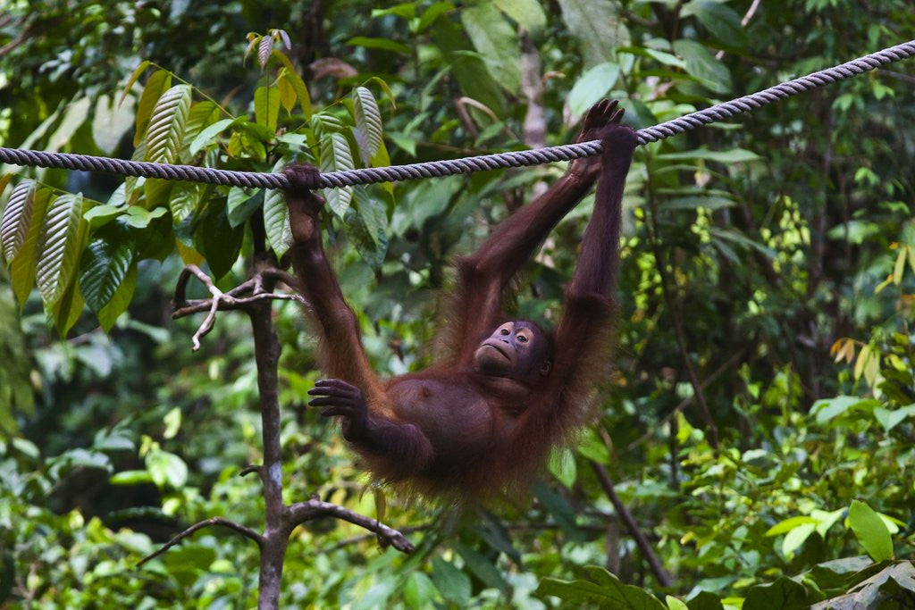 Detail of An orangutan (Pongo pygmaeus) at the Sepilok Orangutan Rehabilitation Center by Anonymous