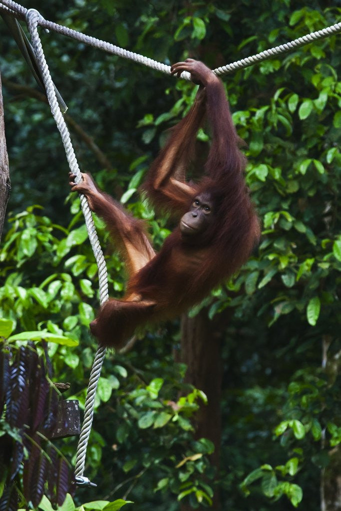 Detail of An orangutan (Pongo pygmaeus) at the Sepilok Orangutan Rehabilitation Center by Corbis