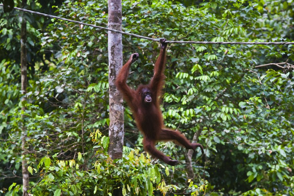 Detail of An orangutan (Pongo pygmaeus) at the Sepilok Orangutan Rehabilitation Center by Anonymous