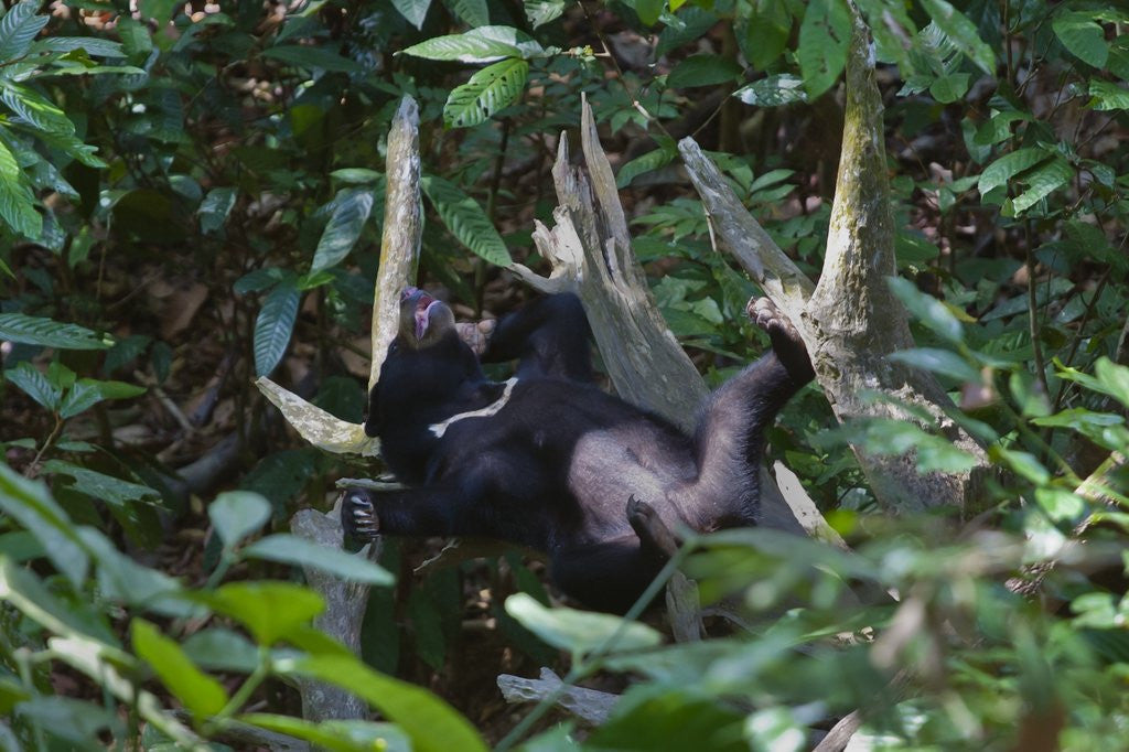 Detail of A sun bear (Helarctos malayanus) at the Bornean Sun Bear Conservation Center by Anonymous
