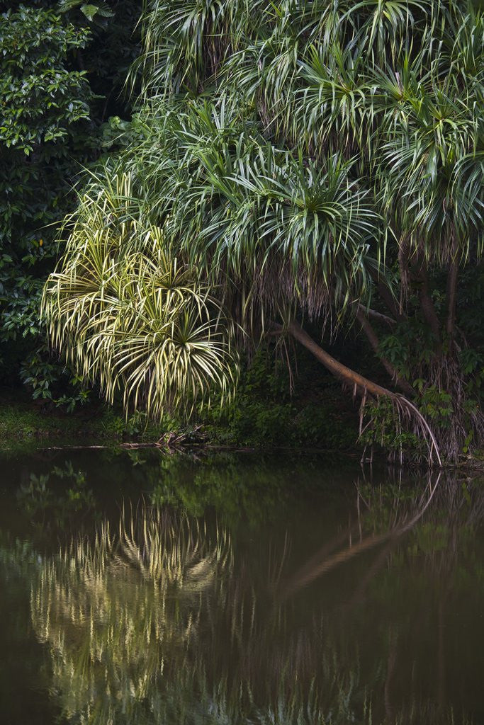 Detail of BORNEO_D284 by Anonymous