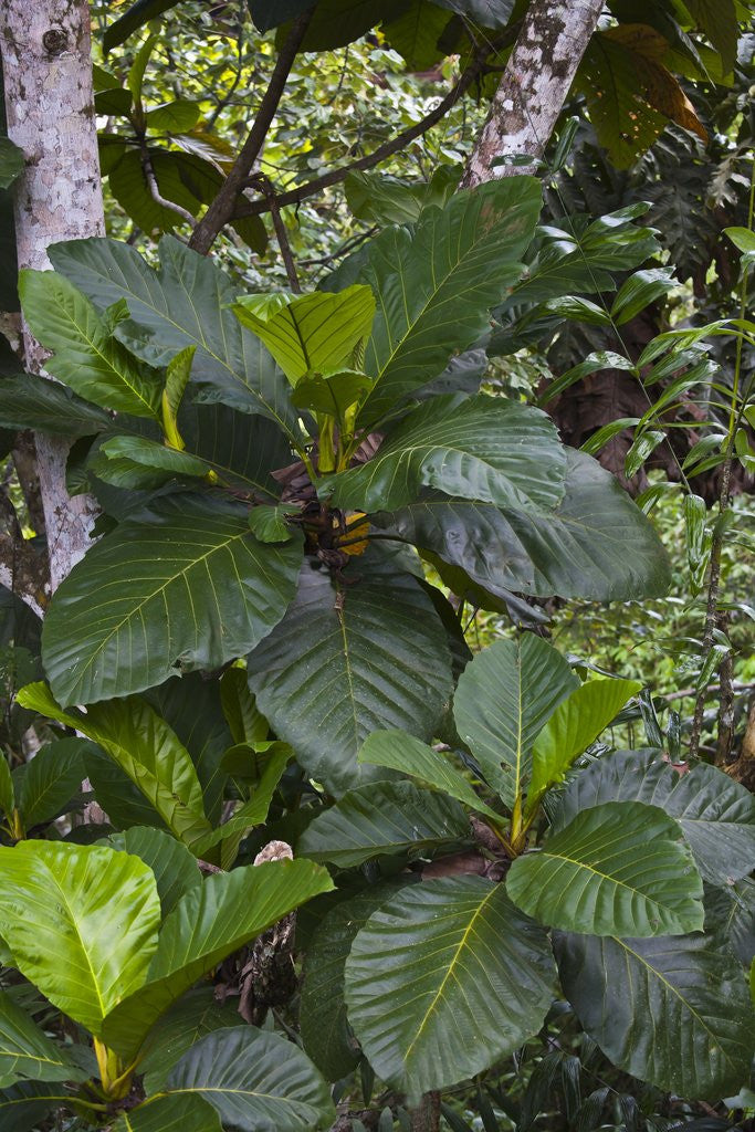 Detail of Tropical plants in Kabili-Sepilok Forest Reserve by Anonymous