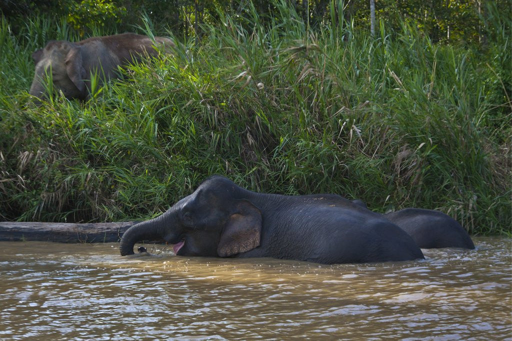 Detail of Bornean Pygmy Elephants (Elephas maximus borneensis) by Anonymous