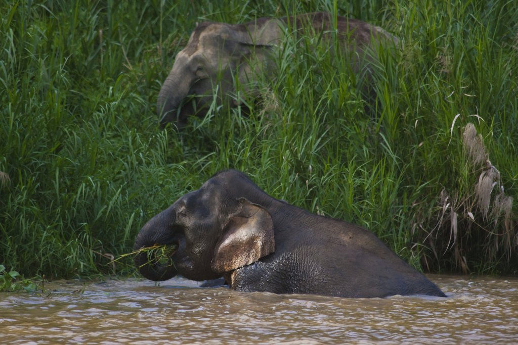 Detail of Bornean Pygmy Elephants (Elephas maximus borneensis) by Anonymous