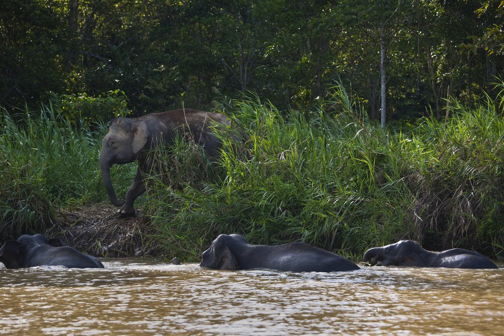 Detail of Bornean Pygmy Elephants (Elephas maximus borneensis) by Anonymous