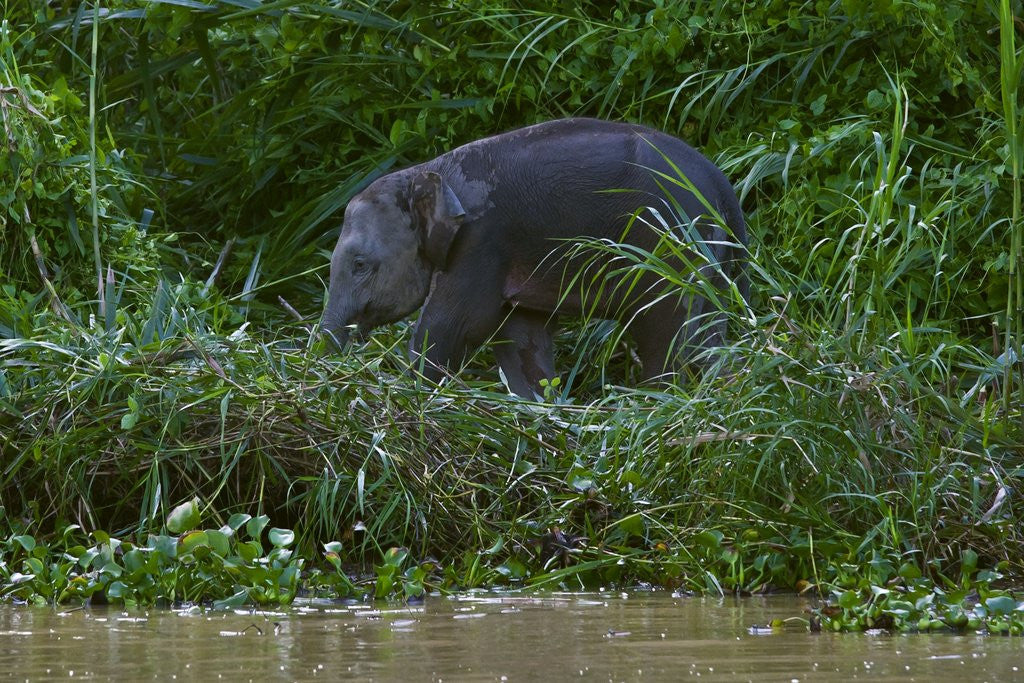 Detail of Bornean Pygmy Elephant (Elephas maximus borneensis) by Corbis