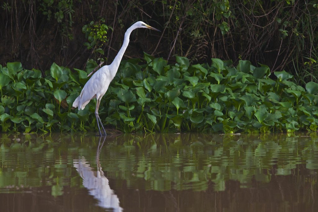 Detail of A great egret (Ardea alba) hunts along the riverbank by Corbis