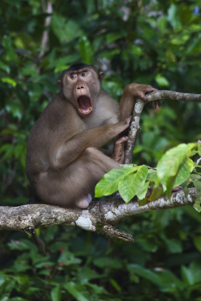 Detail of Stump-tailed macaque (Macaca arctoices) by Anonymous