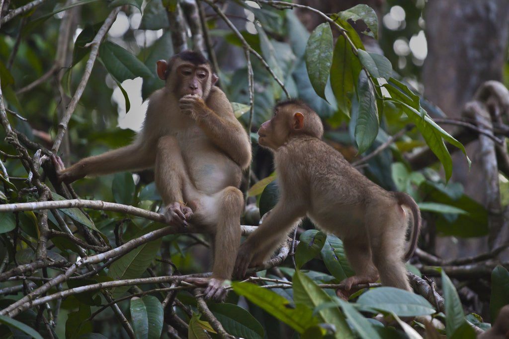 Detail of Stump-tailed macaques (Macaca arctoices) by Anonymous