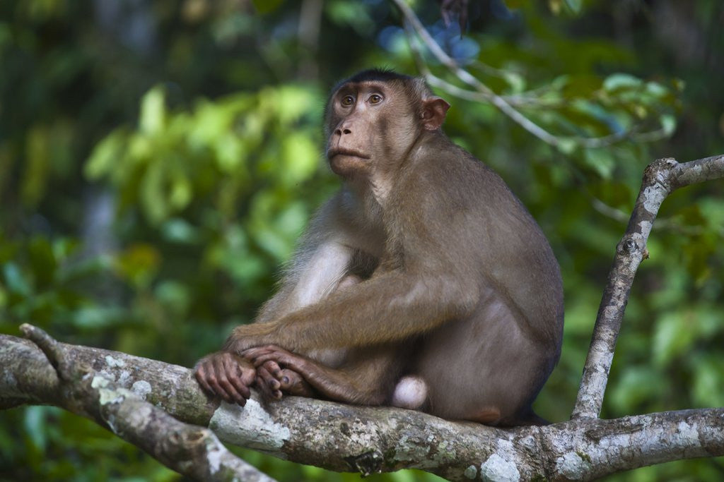 Detail of Stump-tailed macaque (Macaca arctoices) by Anonymous