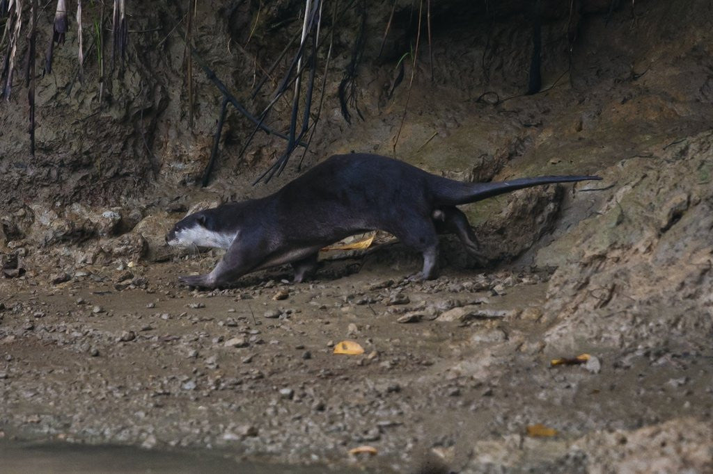 Detail of Hairy-nosed otter (Lutra sumatrana) by Anonymous