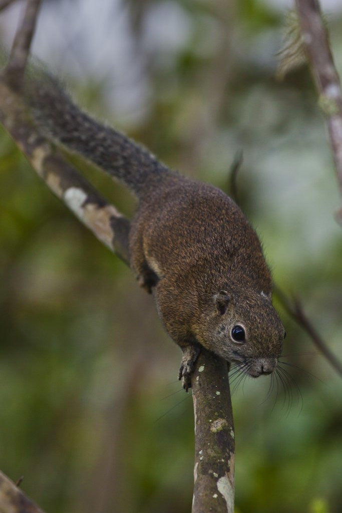 Detail of Bornean mountain ground squirrel (Dremomys everetti) on a branch by Corbis