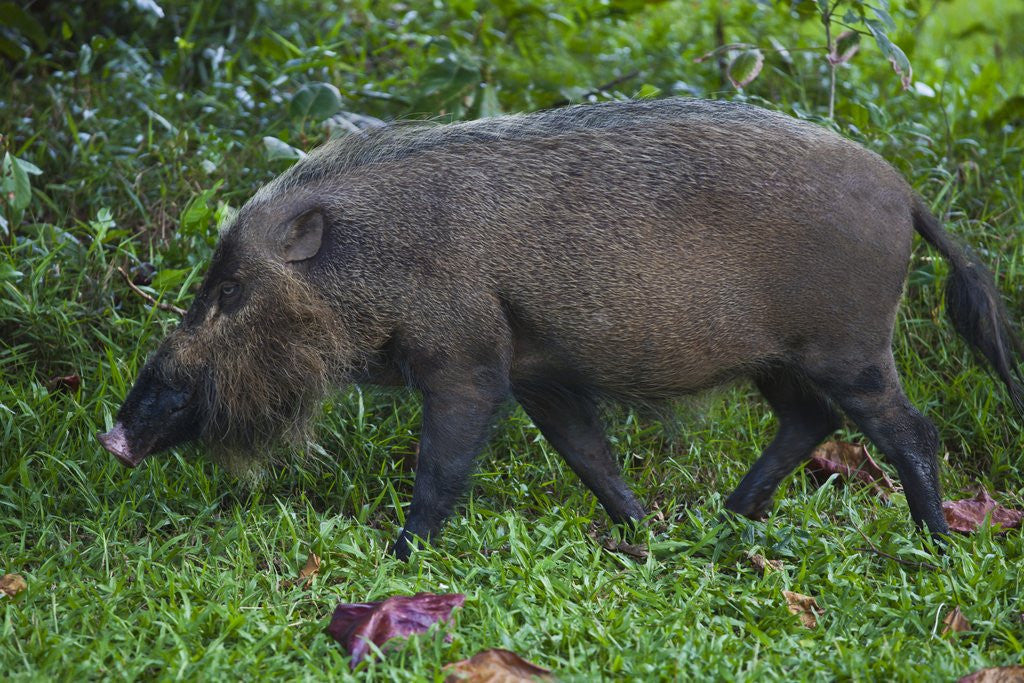 Detail of A Bornean bearded pig (Sus barbatus) by Corbis