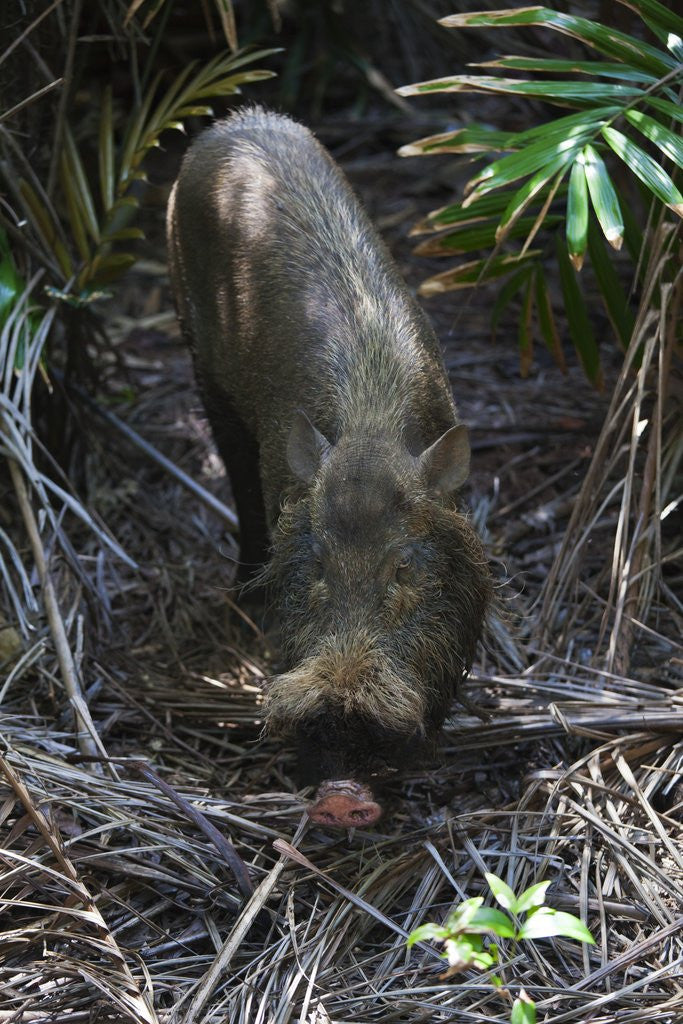 Detail of A Bornean bearded pig (Sus barbatus) by Anonymous