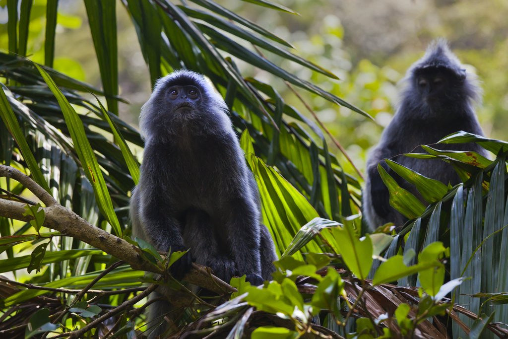 Detail of Troupe of silvery lutung or silvered leaf monkeys (Trachypithecus cristatus) by Anonymous