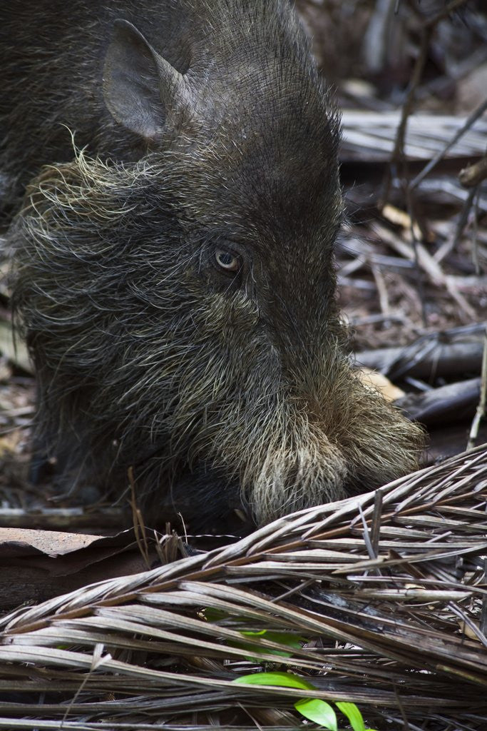 Detail of A Bornean bearded pig (Sus barbatus) by Anonymous