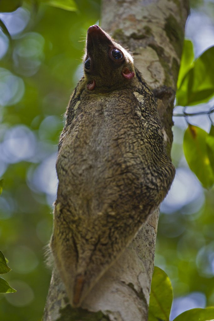 Detail of Colugo or Flying Lemur (Galeopterus variegatus) on a tree by Anonymous