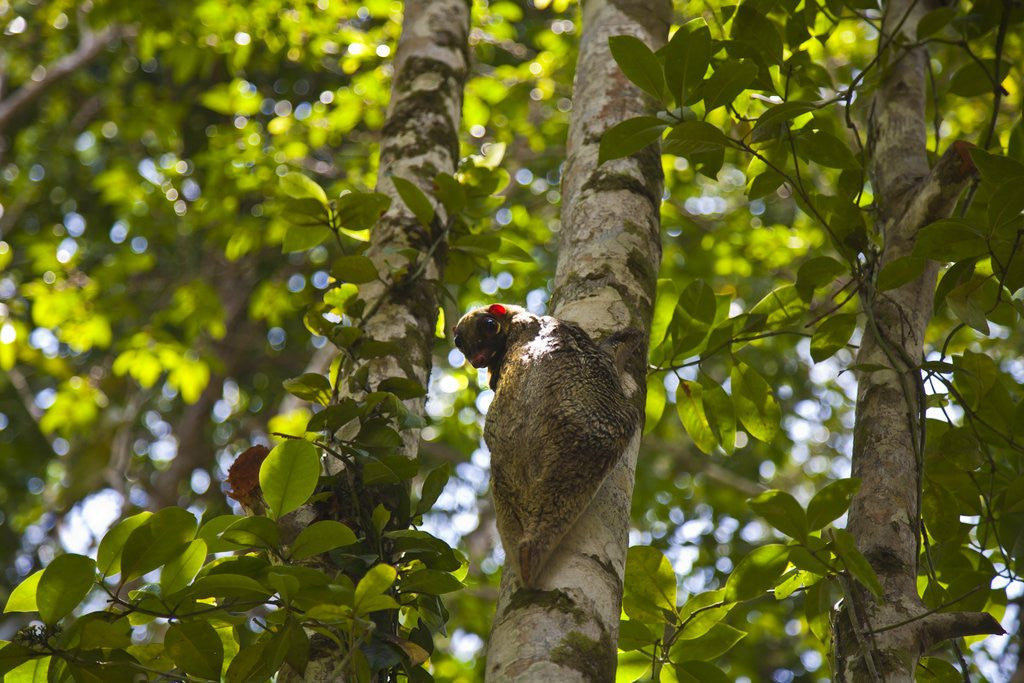 Detail of Colugo or Flying Lemur (Galeopterus variegatus) on a tree by Anonymous