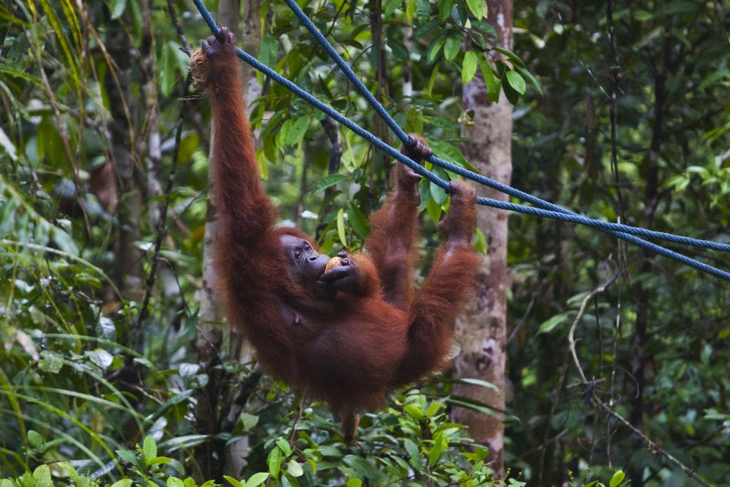 Detail of Orangutan (Pongo pygmaeus) at the Semenggok Orangutan Rehabilitation Center by Anonymous