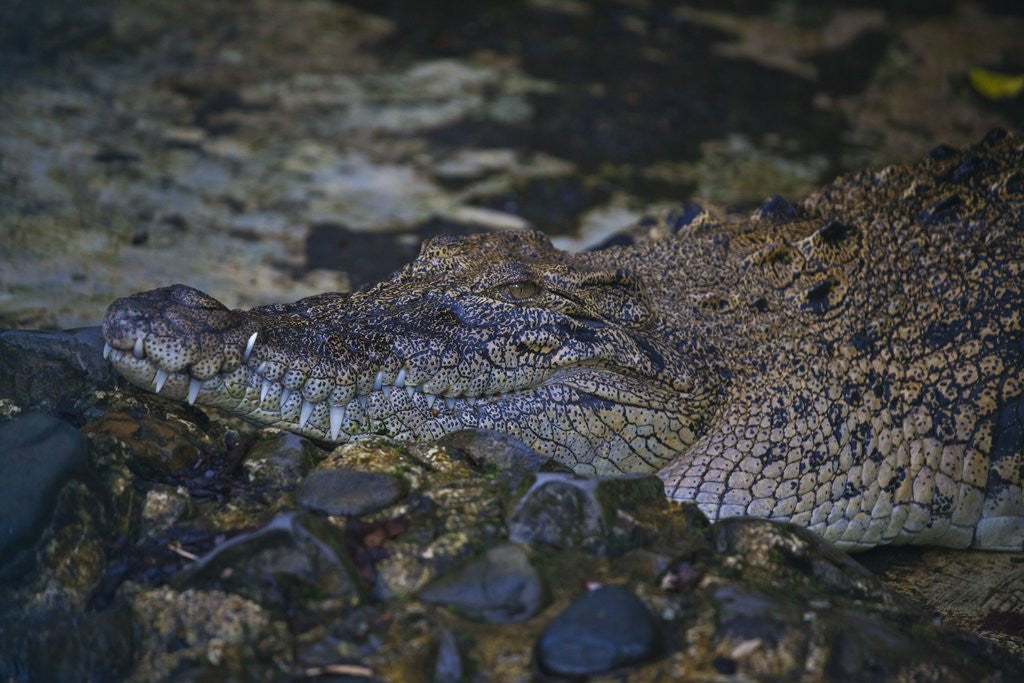 Detail of Siamese crocodile by Corbis