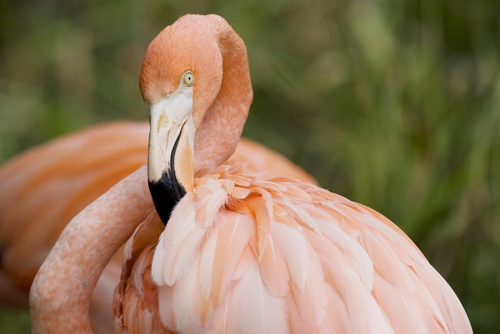 Detail of American flamingo taking care of its feathers by Corbis