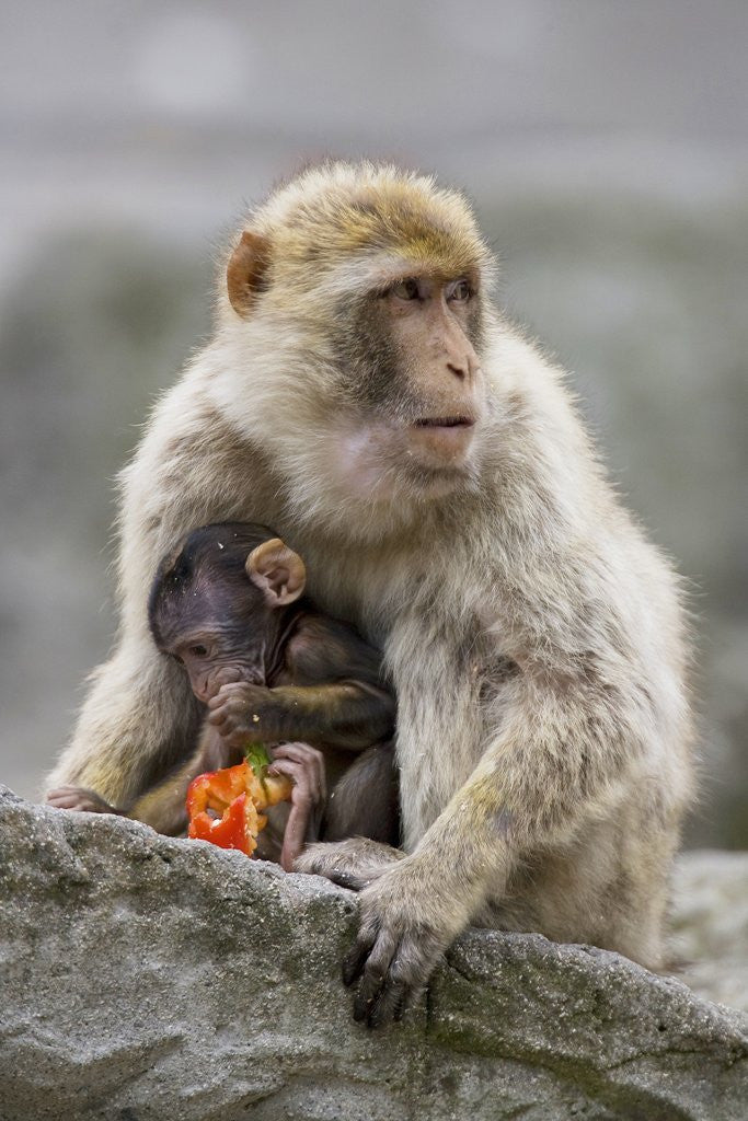 Detail of A Barbary Macaque baby feeding in the arms of the mother by Anonymous