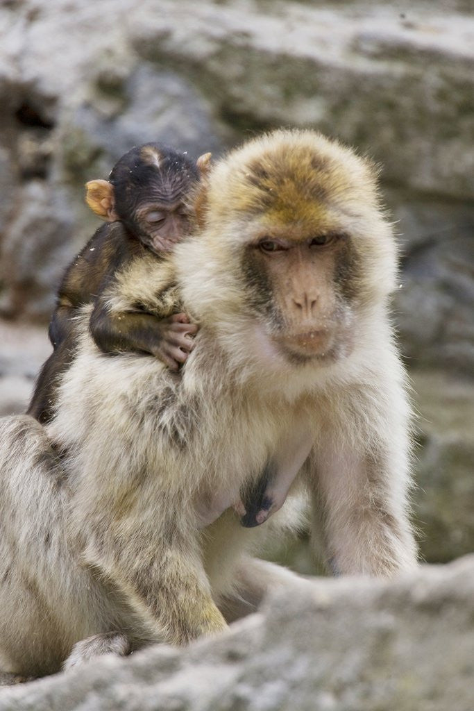 Detail of A barbary macaque baby on the back of the mother animal by Anonymous