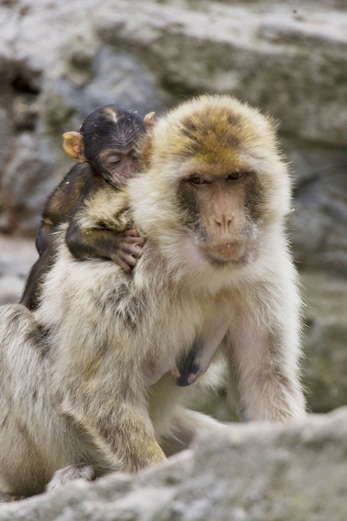 Detail of A barbary macaque baby on the back of the mother animal by Corbis