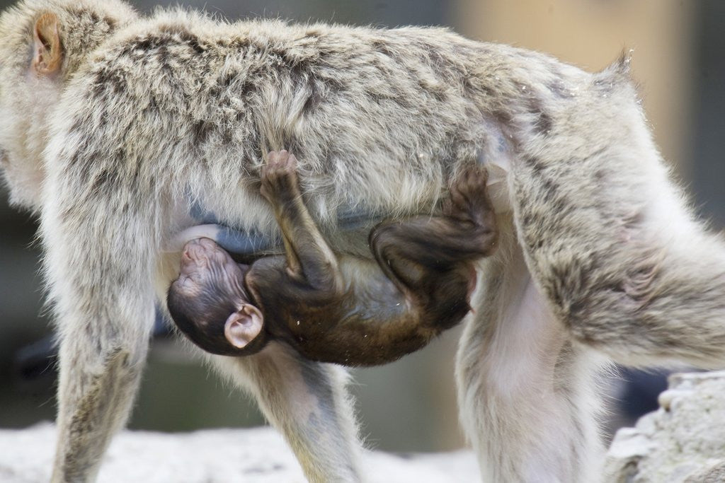 Detail of A barbary macaque baby sucking milk by hanging on the walking mother by Anonymous